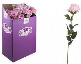 (image for) PMS ROSE ASSORTED - STD