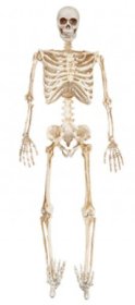 (image for) PMS HWN FULL SKELETON+LED EYES - 36"