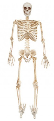 (image for) PMS HWN FULL SKELETON+LED EYES - 36\"